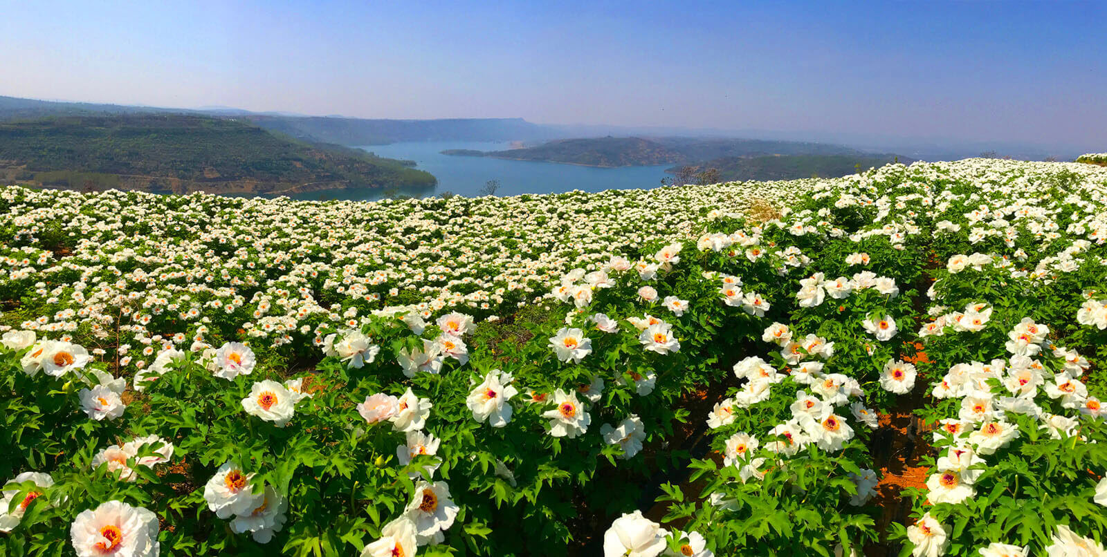 種植基地